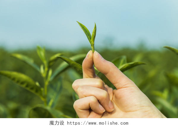 采茶春季绿色茶叶背景图片